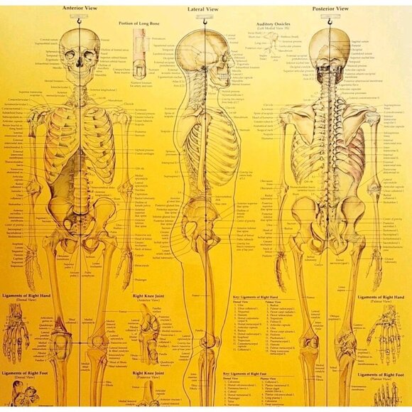 1997 Skeletal System Anatomical Chart Laminated Poster Medical Hospital GstRm - Picture 2 of 2